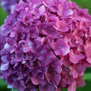 Meet your Posher, Zakia